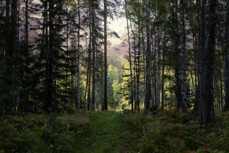 Forestry Clearing