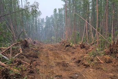 Forestry Clearing