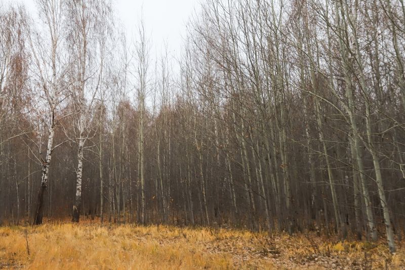 Wildlife Habitat During Spring