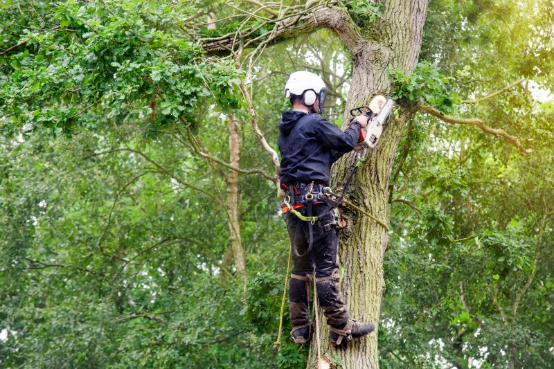 Experienced Forestry Contractors
